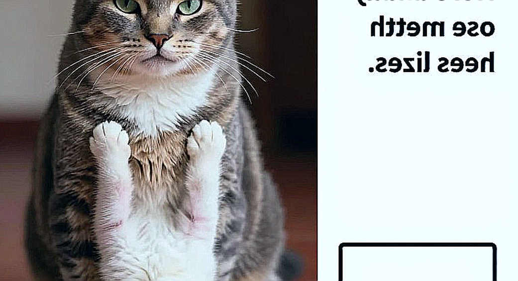 Võ thuật Việt Nam: Gã khổng lồ ngủ quên và bài học thức tỉnh từ lồng sắt